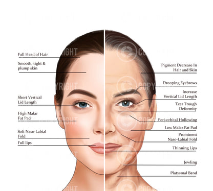 Bundle | Ageing of the Face and Neck | Botox & Filler Injector | Anatomy | Poster | Aesthetics | Dermatology | Medspa| Digital Download