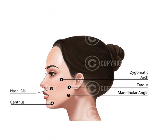 Profhilo 5 point BAP Face Illustration Only| Botox & Filler Injector | Anatomy | Aesthetics | Dermatology | Medspa| Digital Download