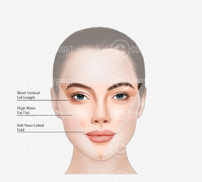 Bundle | Ageing of the Face and Neck | Botox & Filler Injector | Anatomy | Poster | Aesthetics | Dermatology | Medspa| Digital Download