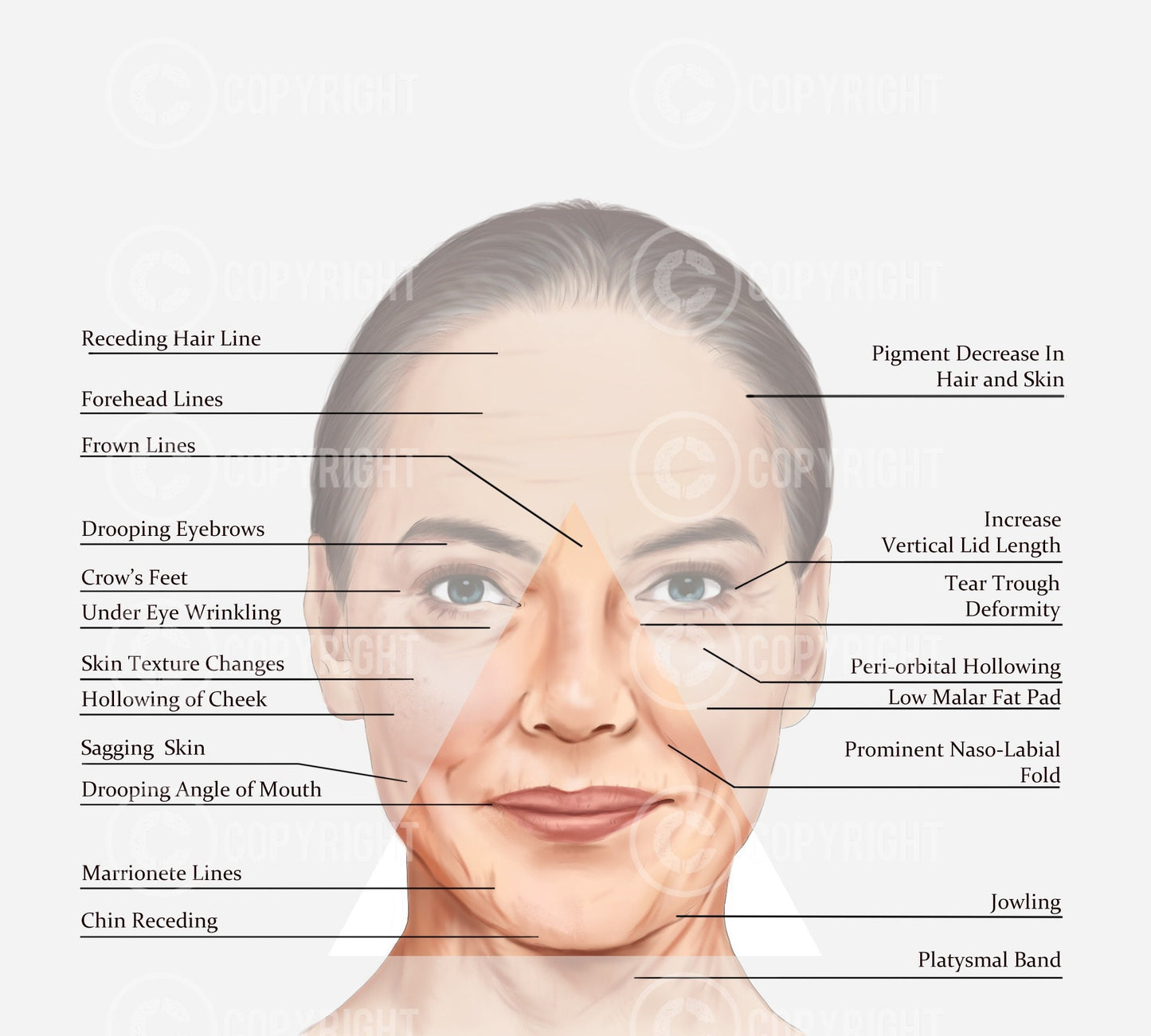 Bundle | Ageing of the Face and Neck | Botox & Filler Injector | Anatomy | Poster | Aesthetics | Dermatology | Medspa| Digital Download