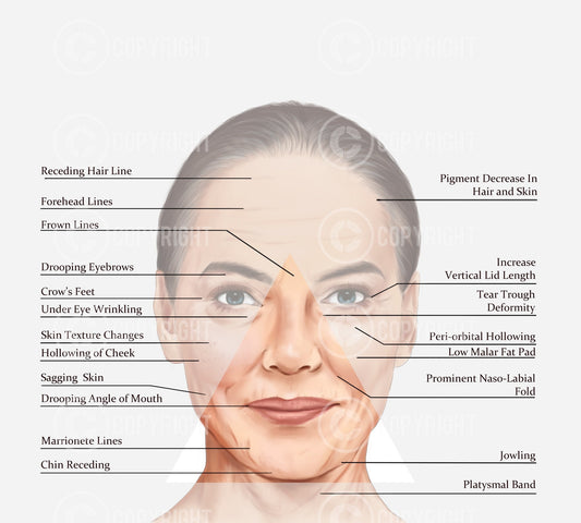 Bundle | Ageing of the Face and Neck | Botox & Filler Injector | Anatomy | Poster | Aesthetics | Dermatology | Medspa| Digital Download