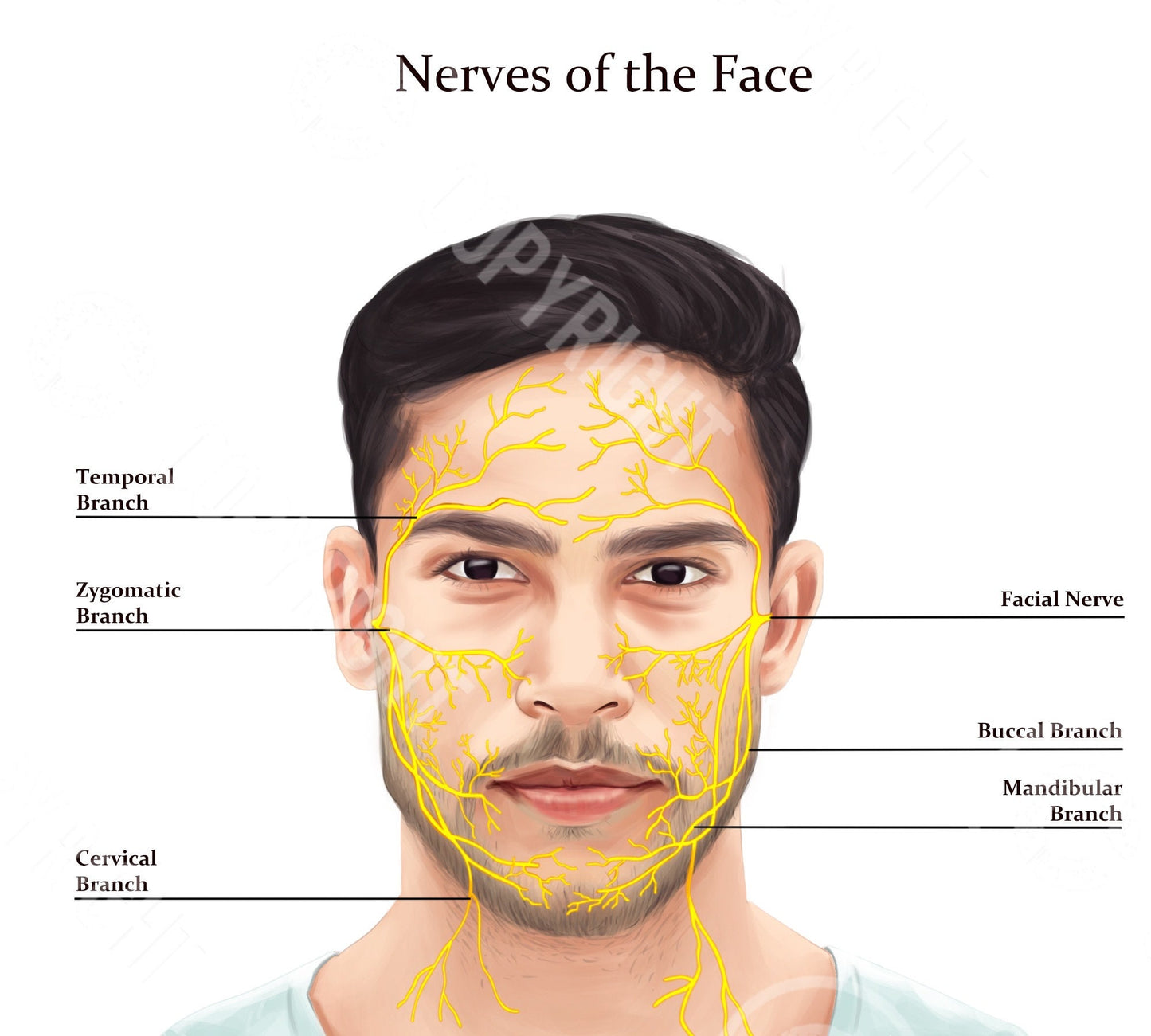 Male Nerves of The Face | Botox & Filler Injector | Aesthetic Practice | Anatomy | Poster | Nurse Injector | Dermatology | Digital Download