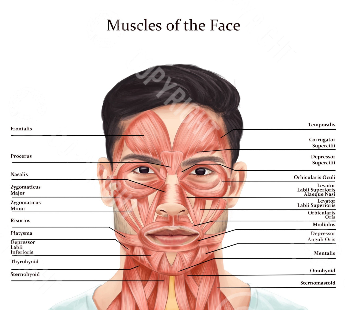 Male Muscles of the Face and Neck | Botox & Filler Injector | Anatomy | Poster | Aesthetics | Dermatology | Medspa| Digital Download